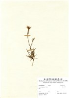 藏品(玉山石竹)的圖片